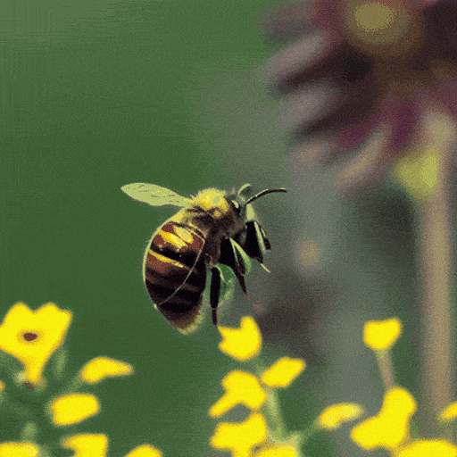 A honey bee flying around a yellow flower